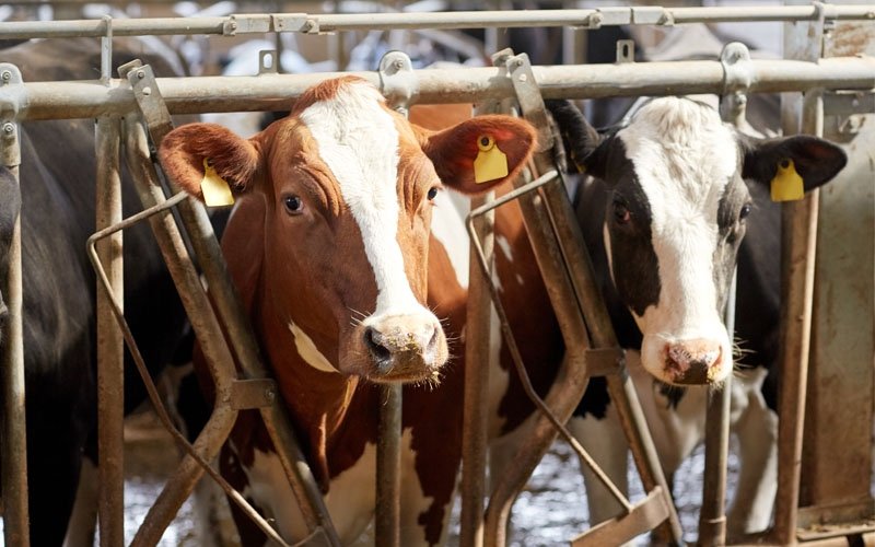 Selain Larangan Potong Rambut dan Kuku, Inilah 5 Ibadah Sunnah Lainnya Dalam Berqurban